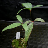 Anthurium arisaemoides