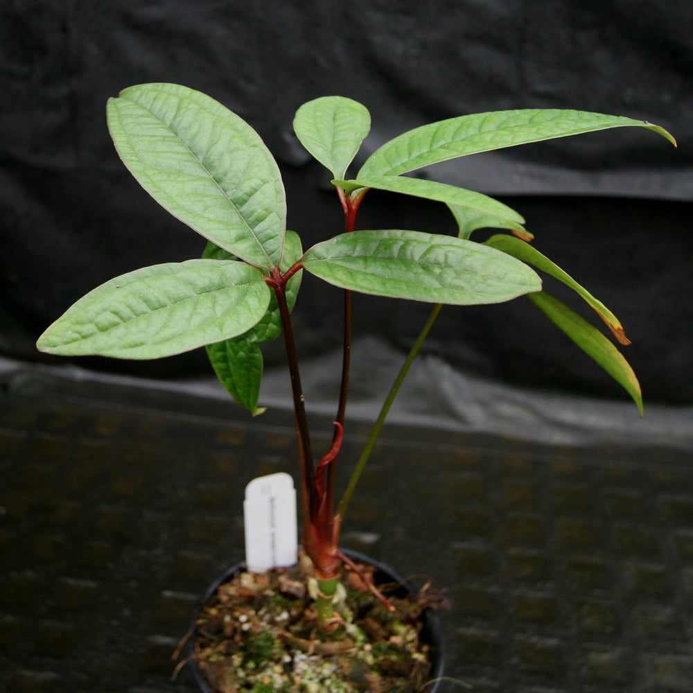 
                      
                        Anthurium arisaemoides
                      
                    