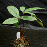 Anthurium arisaemoides