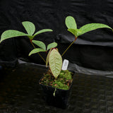 Anthurium arisaemoides