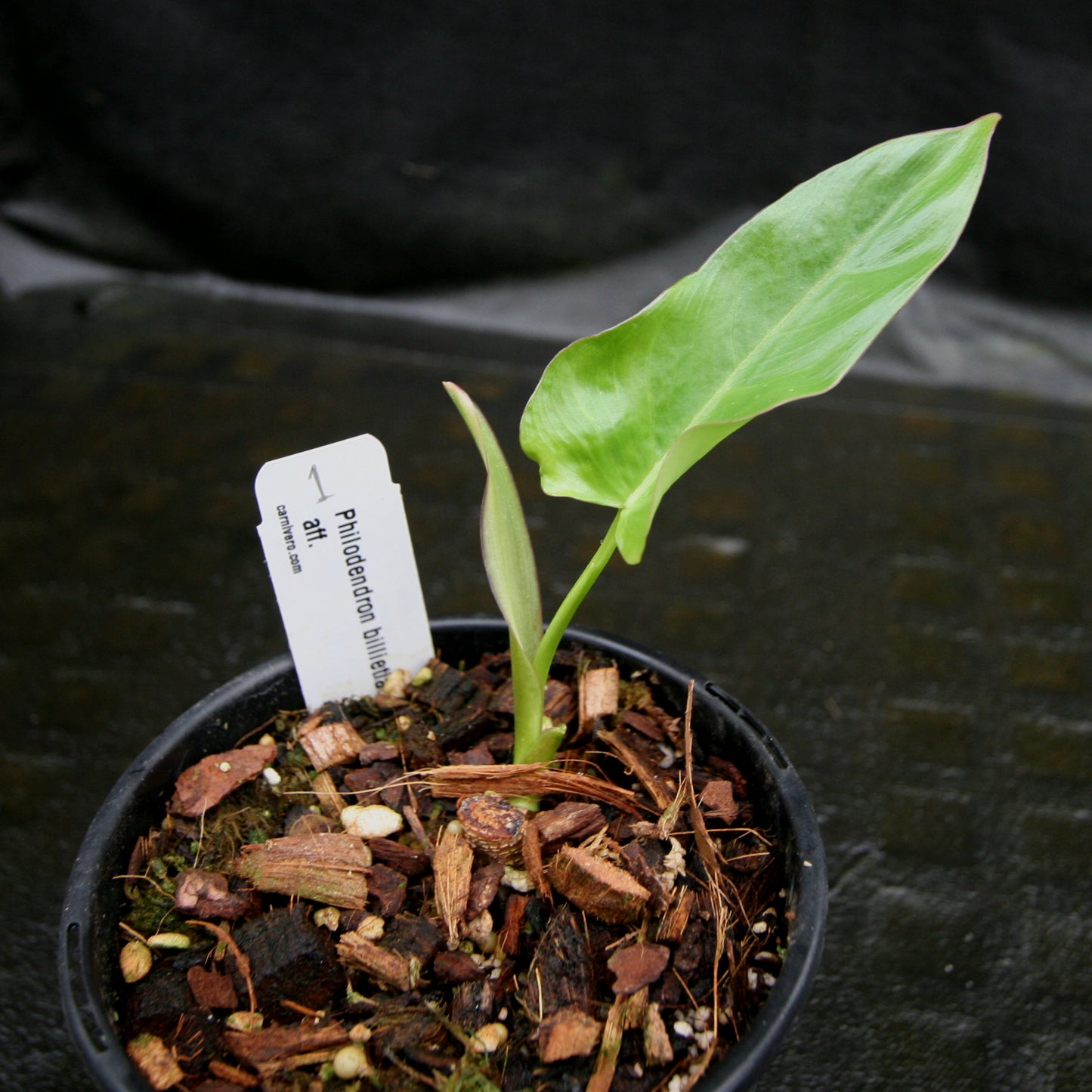 philodendron billietiae soil Philodendron billietiae aff