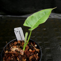 Philodendron billietiae aff.