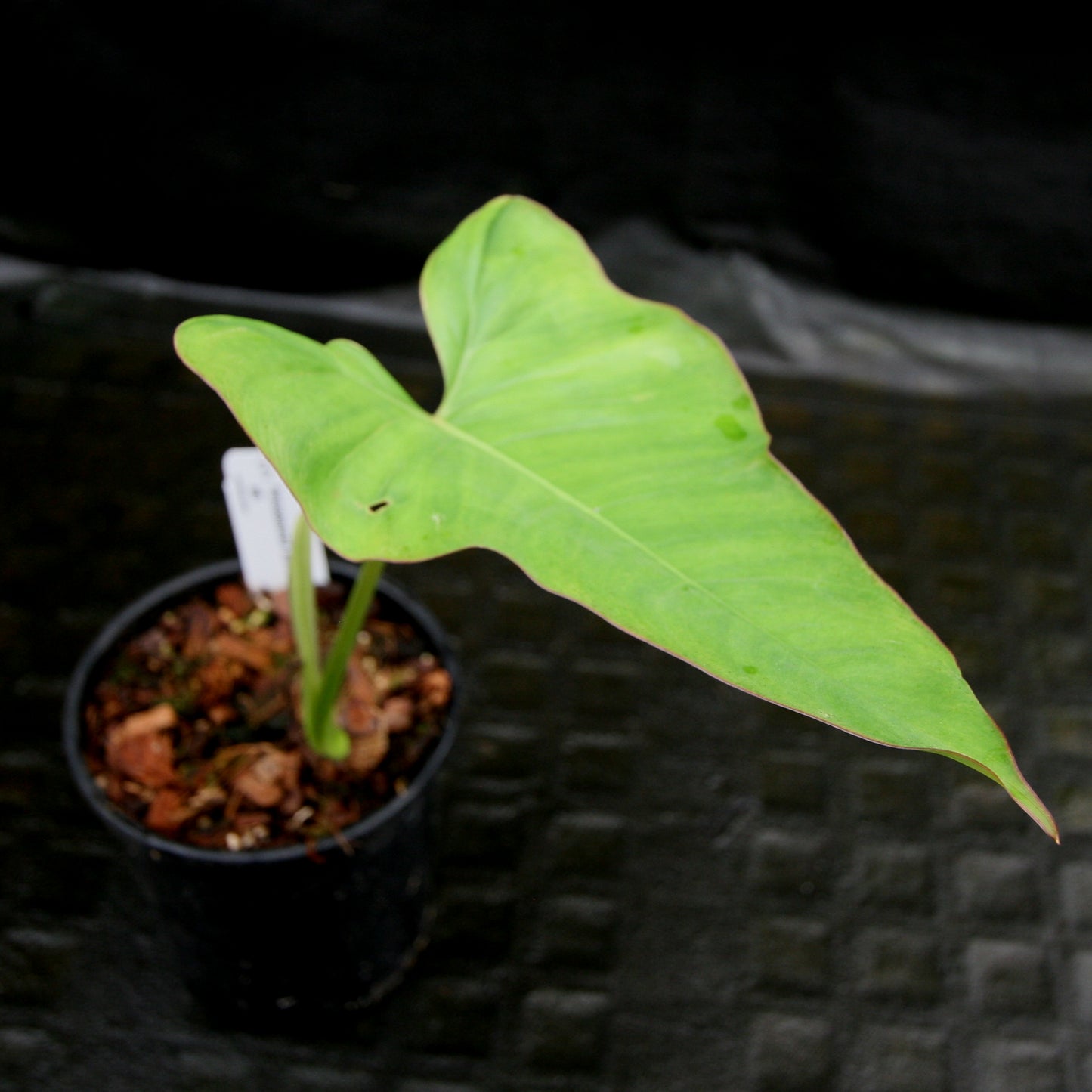 philodendron billietiae small Philodendron billietiae aff