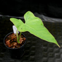Philodendron billietiae aff.