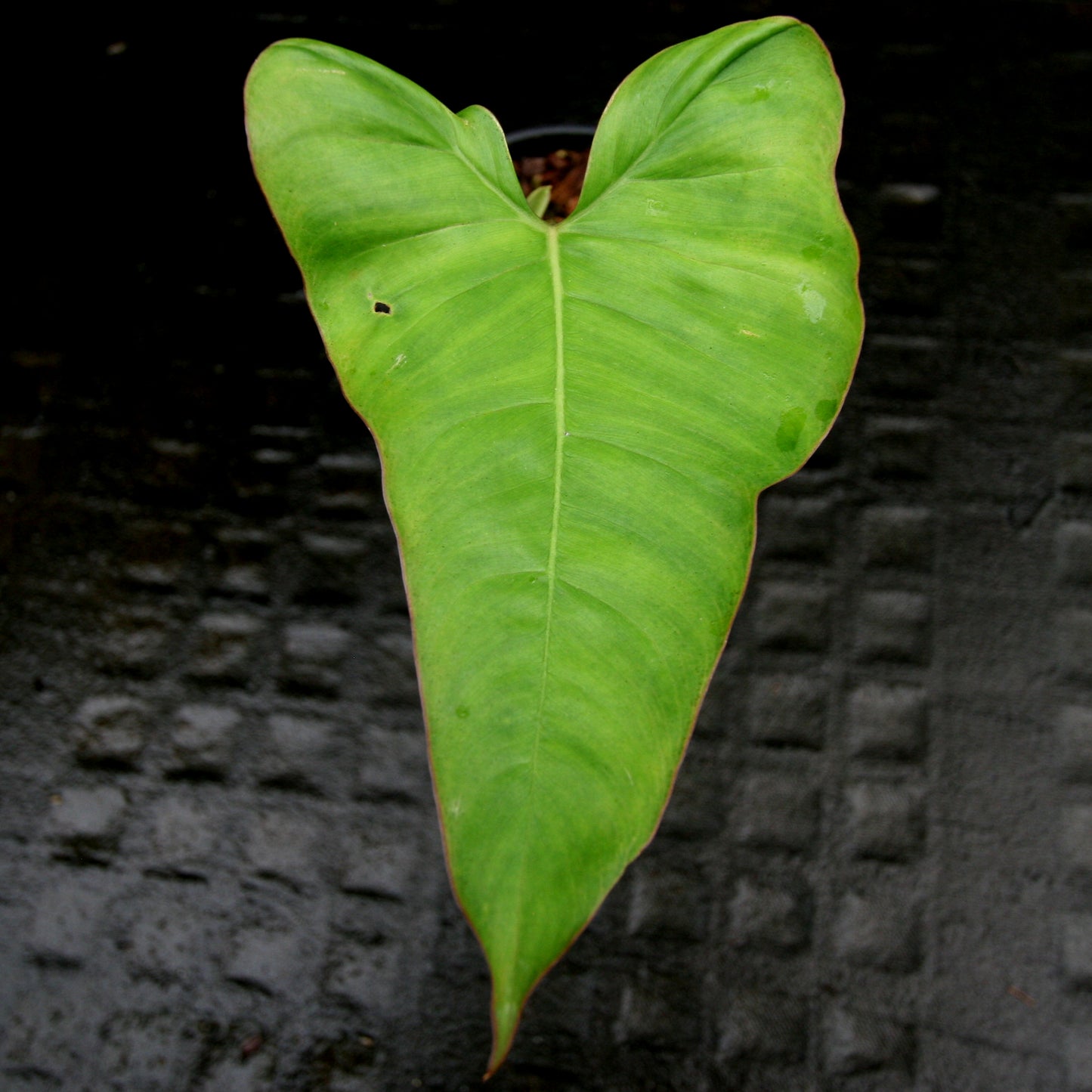 philodendron san antonio Philodendron billietiae aff