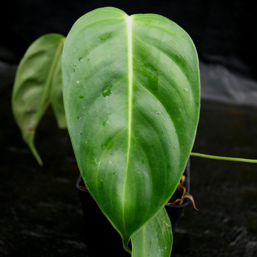 
                      
                        Philodendron esmeraldense
                      
                    