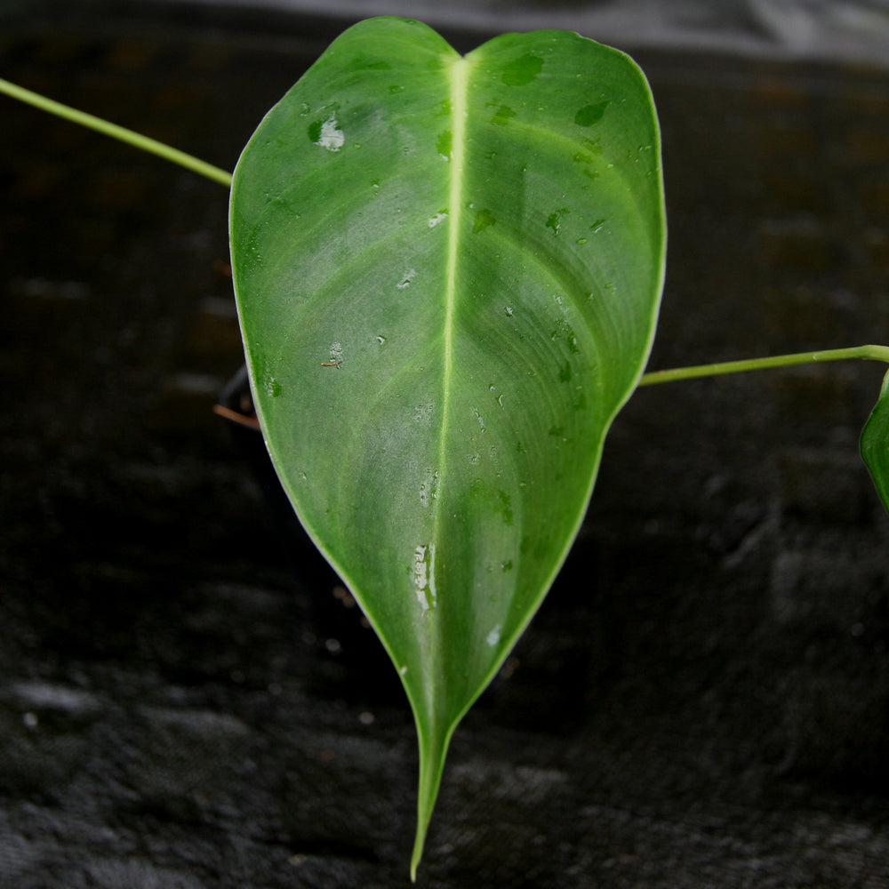 
                      
                        Philodendron esmeraldense
                      
                    