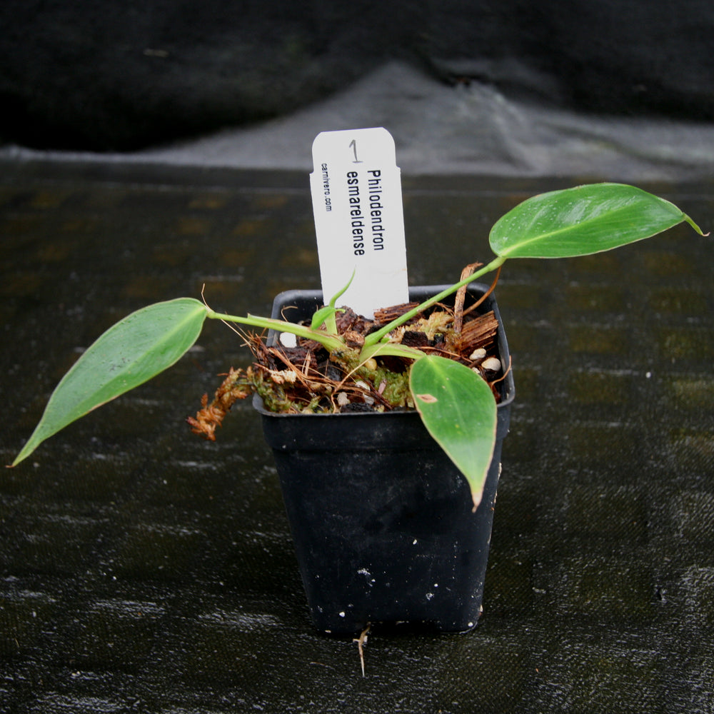 
                      
                        Philodendron esmeraldense
                      
                    