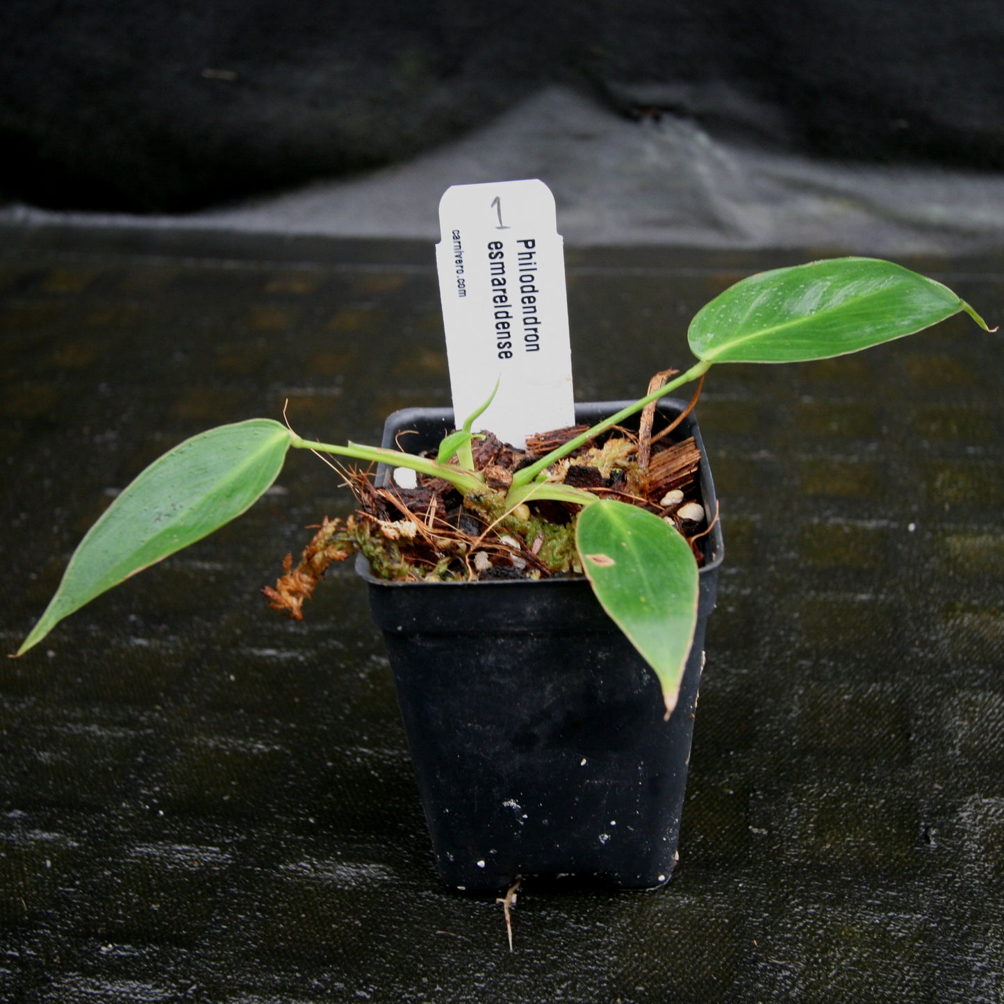 anthurium esmeraldense vs philodendron esmeraldense Philodendron esmeraldense – Carnivero