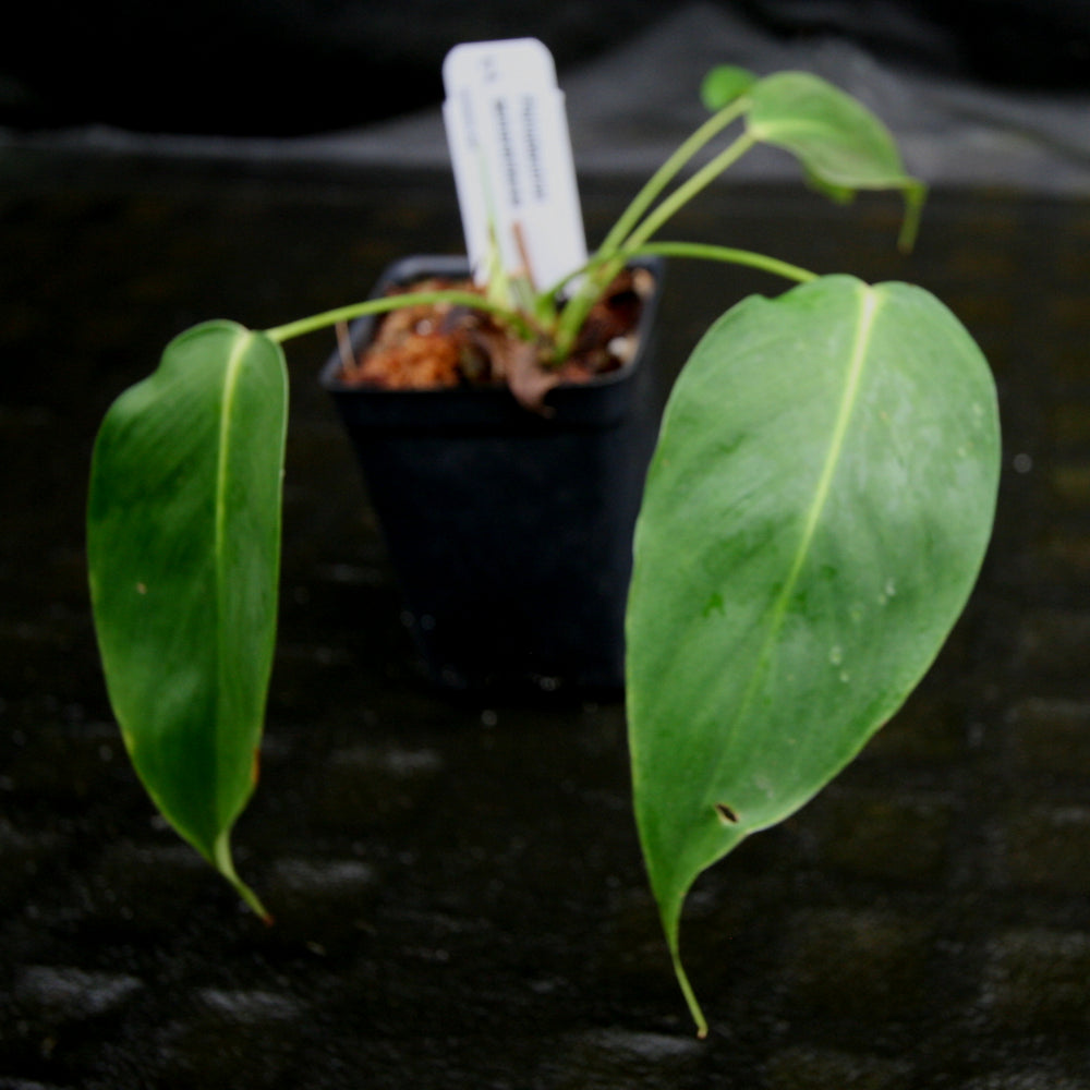 
                      
                        Philodendron esmeraldense
                      
                    