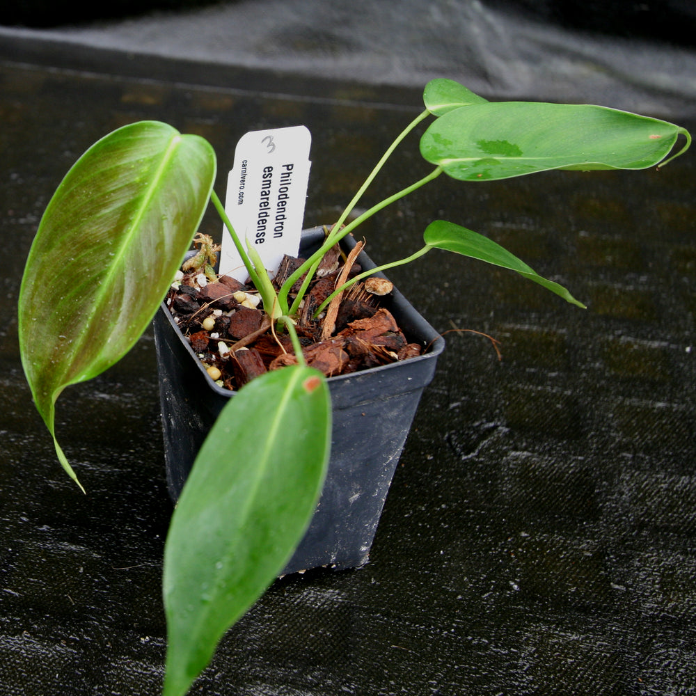 
                      
                        Philodendron esmeraldense
                      
                    