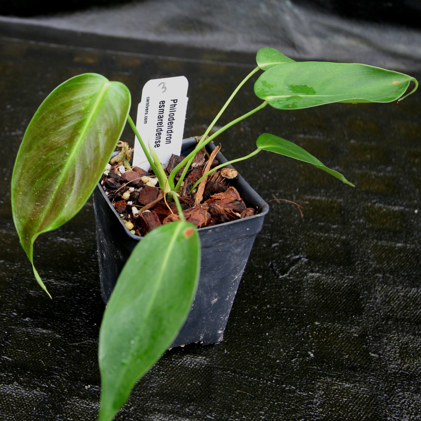 philodendron esmeraldense price Philodendron esmeraldense – Carnivero