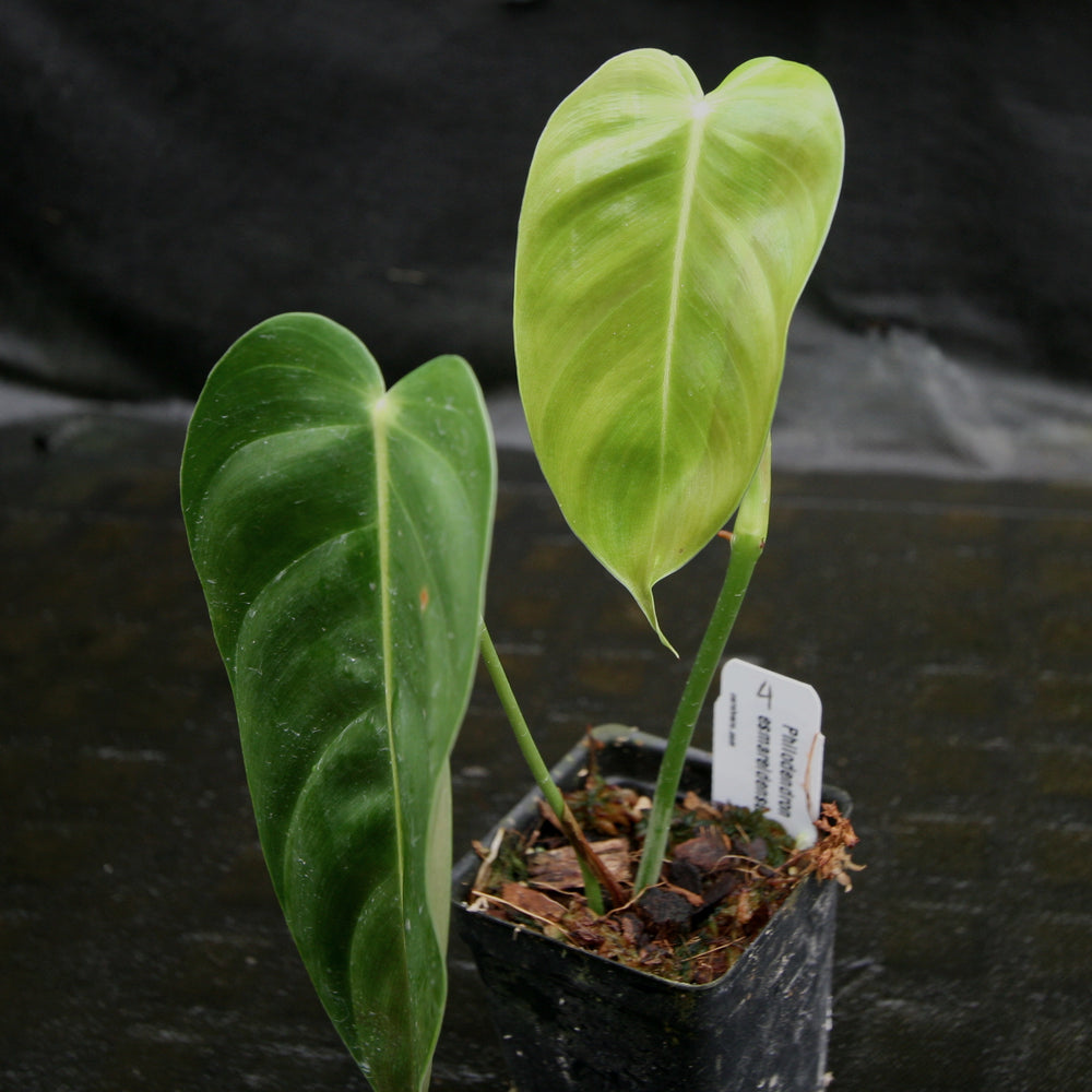 
                      
                        Philodendron esmeraldense
                      
                    
