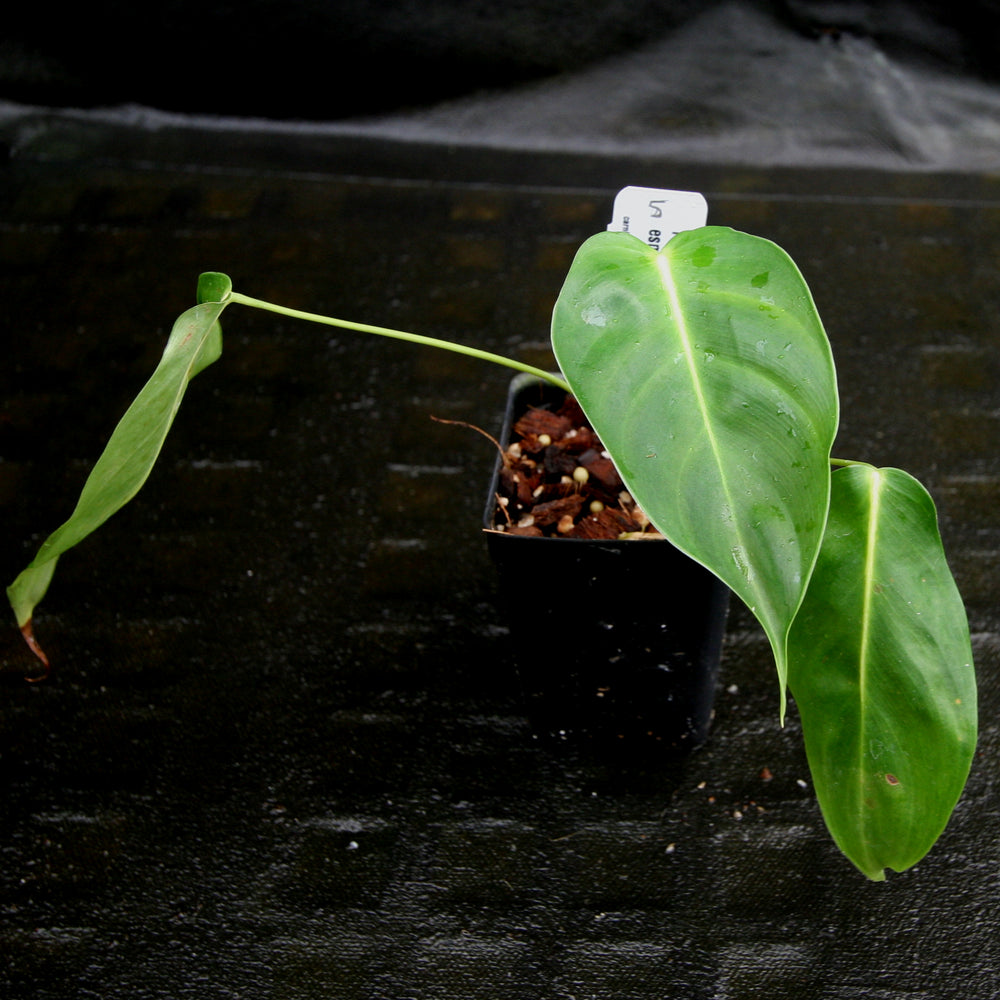 
                      
                        Philodendron esmeraldense
                      
                    