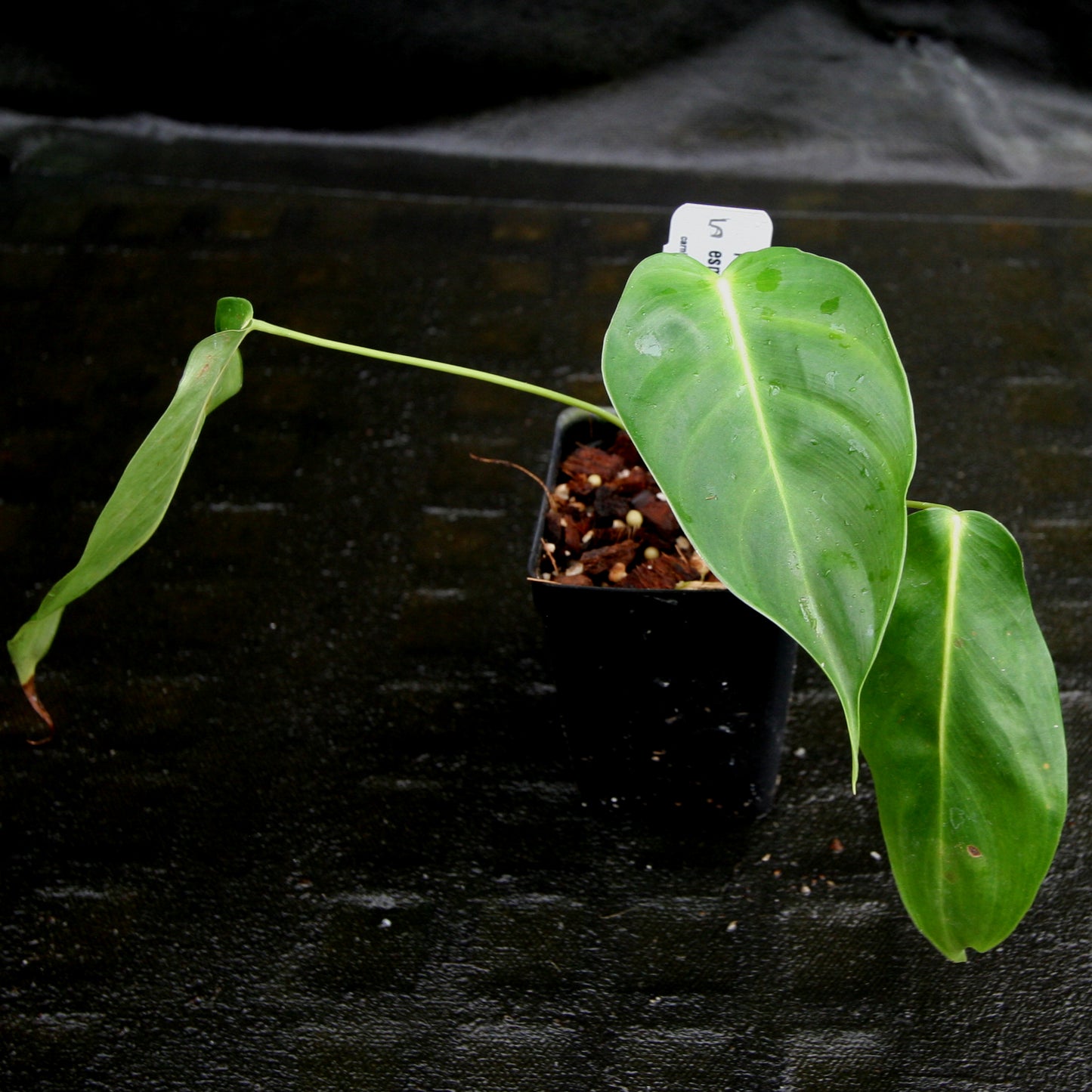 anthurium esmeraldense vs philodendron esmeraldense Philodendron esmeraldense – Carnivero