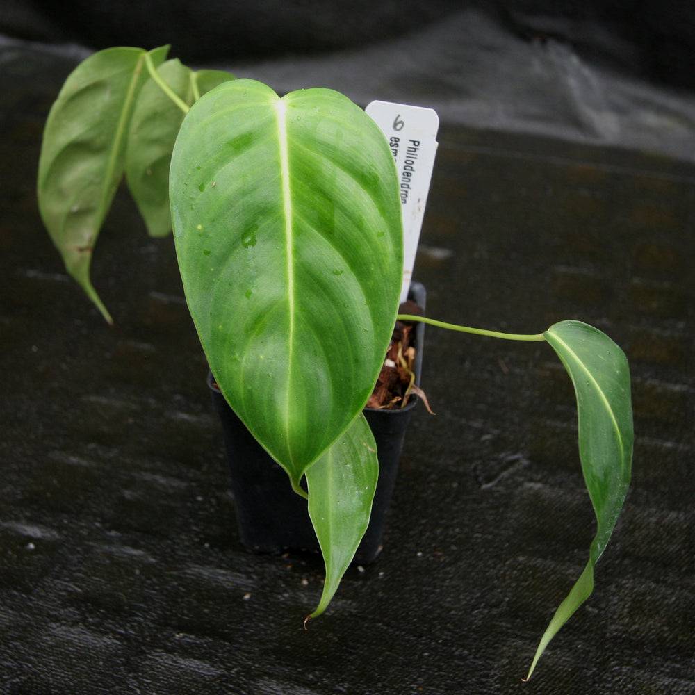 
                      
                        Philodendron esmeraldense
                      
                    