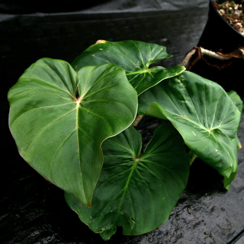 Philodendron fibrosum Red young plant with a glossy green leaf shown as a mature leaf in a pot and a hand holding a small cutting