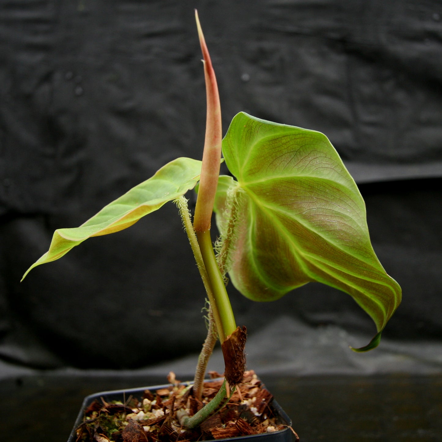 philodendron fibrosum care Philodendron fibrosum Red – Carnivero