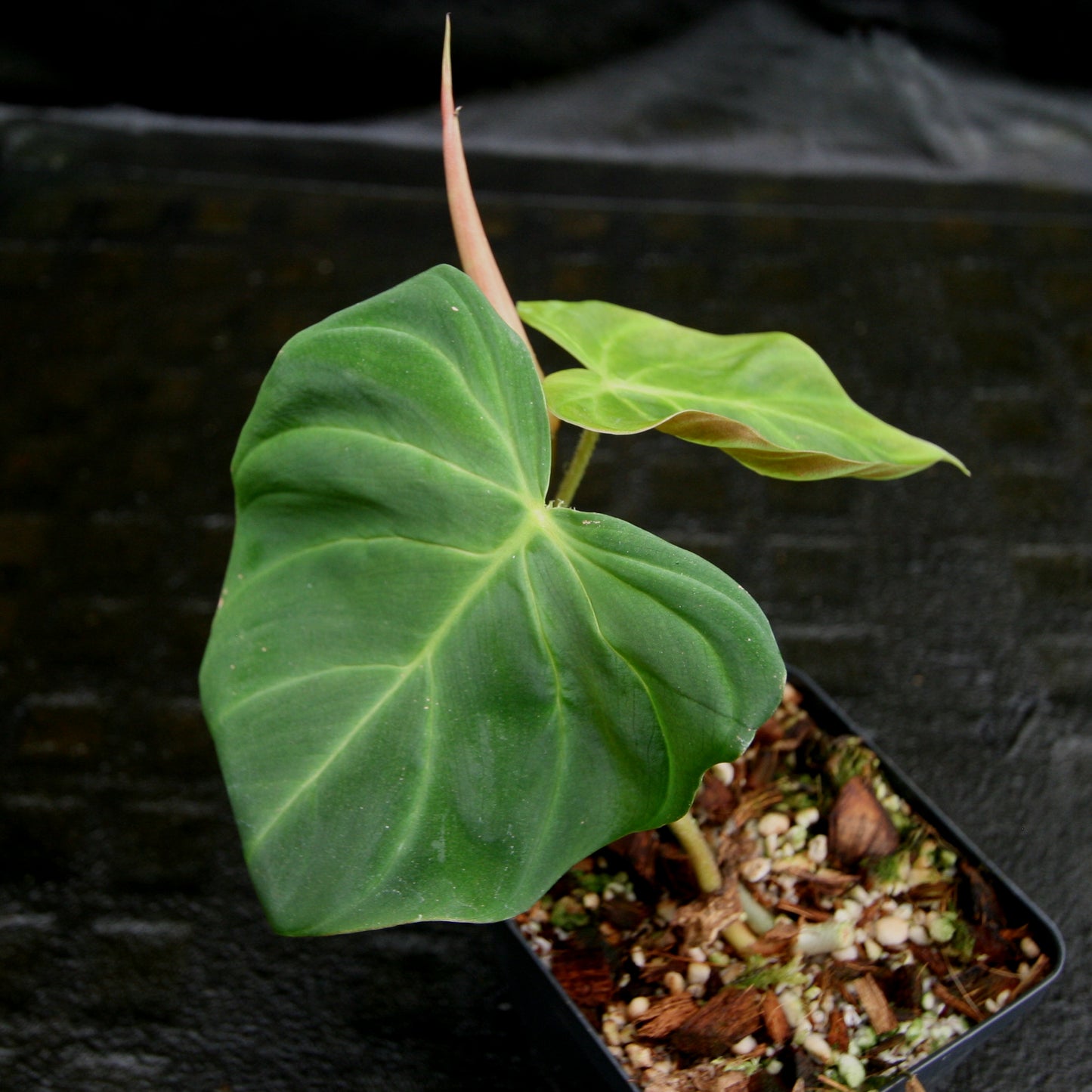 philodendron fibrosum for sale Philodendron fibrosum Red – Carnivero