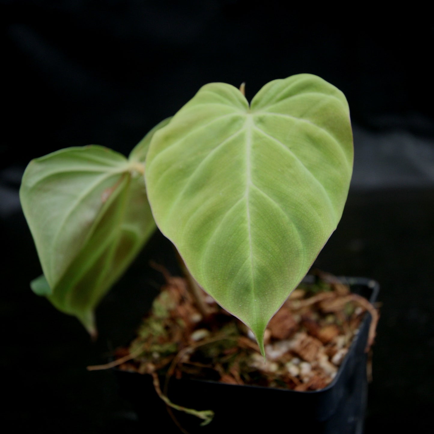 philodendron fibrosum care Philodendron fibrosum Red – Carnivero