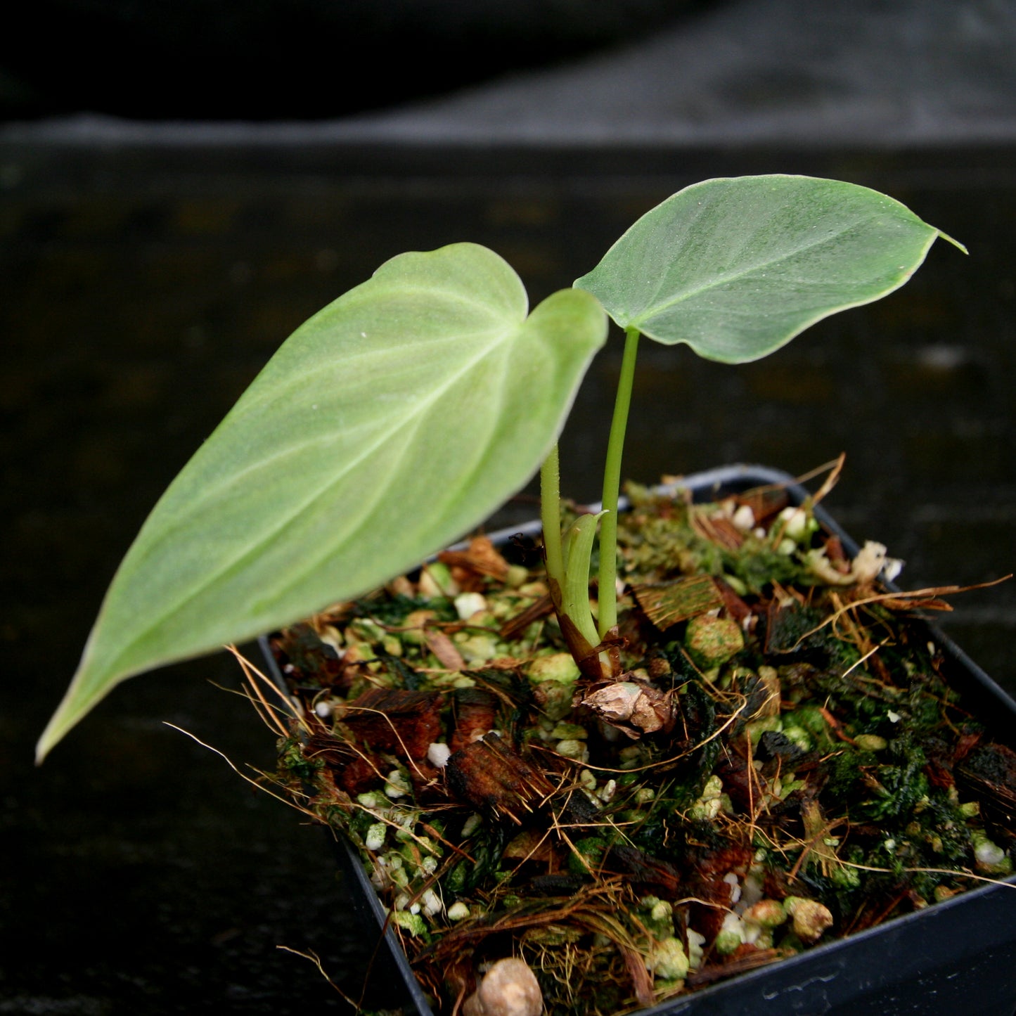 philodendron fibrosum type Philodendron fibrosum Red – Carnivero