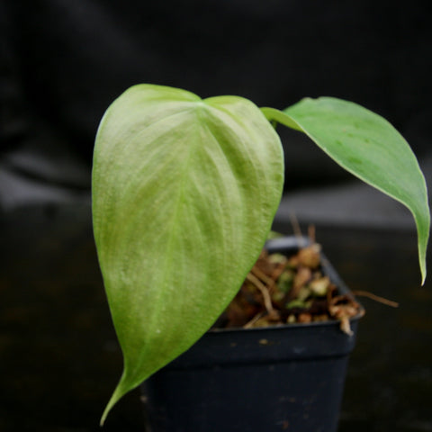 Close up of a pale green Philodendron scherberichii leaf in a small pot