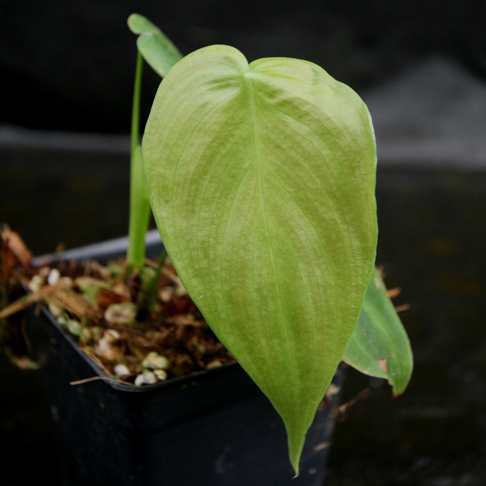 philodendron heterocraspedon x scherberichii Philodendron scherberichii