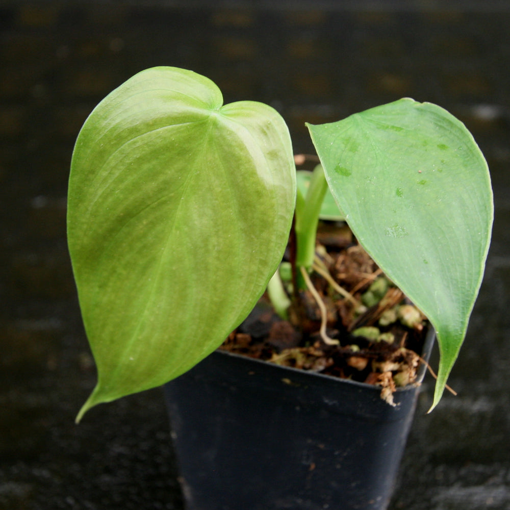 
                      
                        Philodendron scherberichii
                      
                    