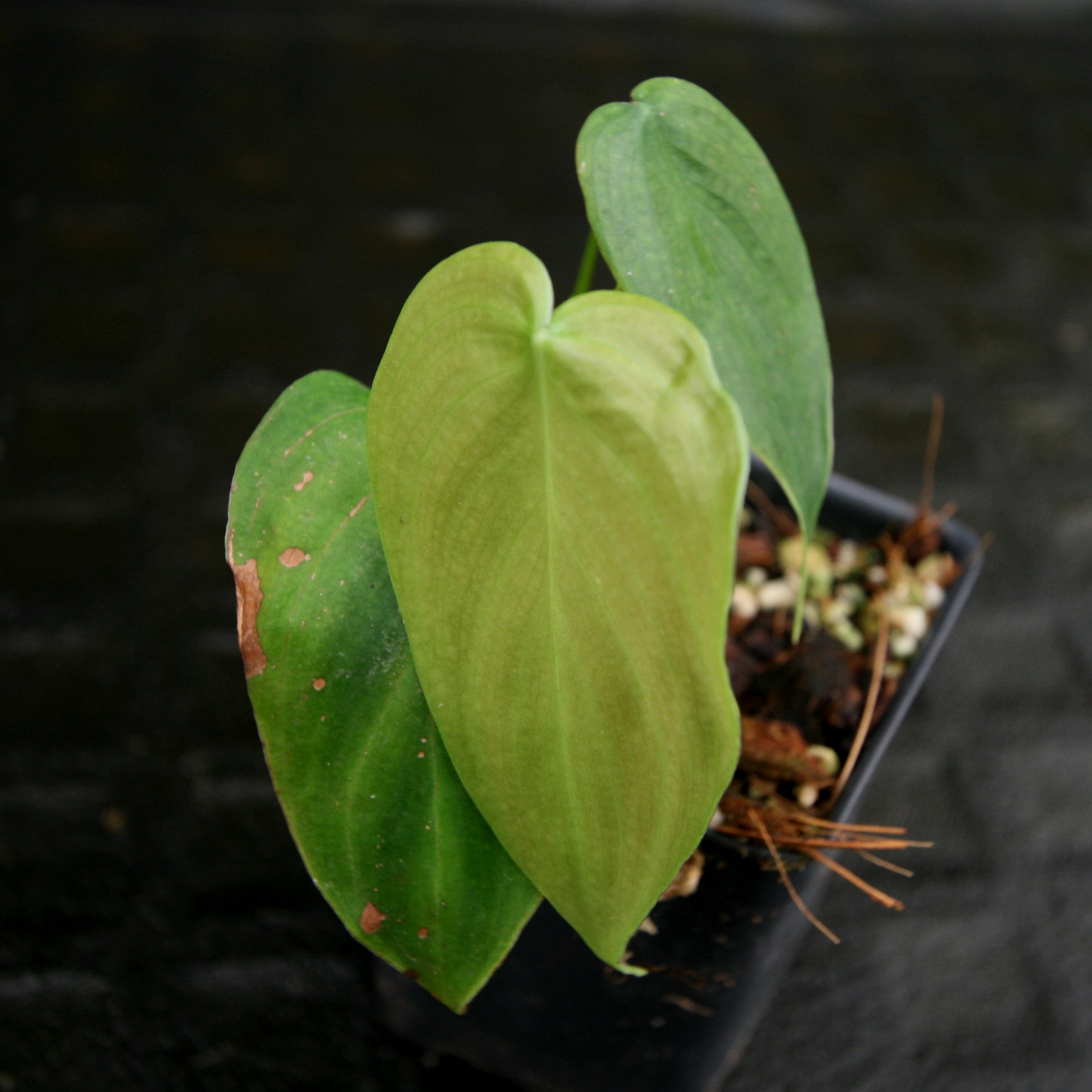 ご確認用　Philodendron scherberichii Philodendron scherberichii – Carnivero