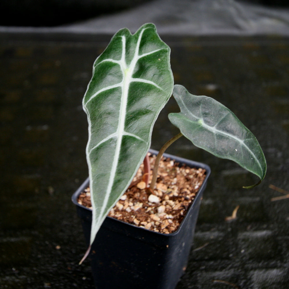 
                      
                        Alocasia 'Purpley' Elephant Ear plant
                      
                    