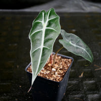 Alocasia 'Purpley' Elephant Ear plant