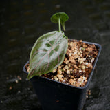 Alocasia azlanii, Jewel Alocasia