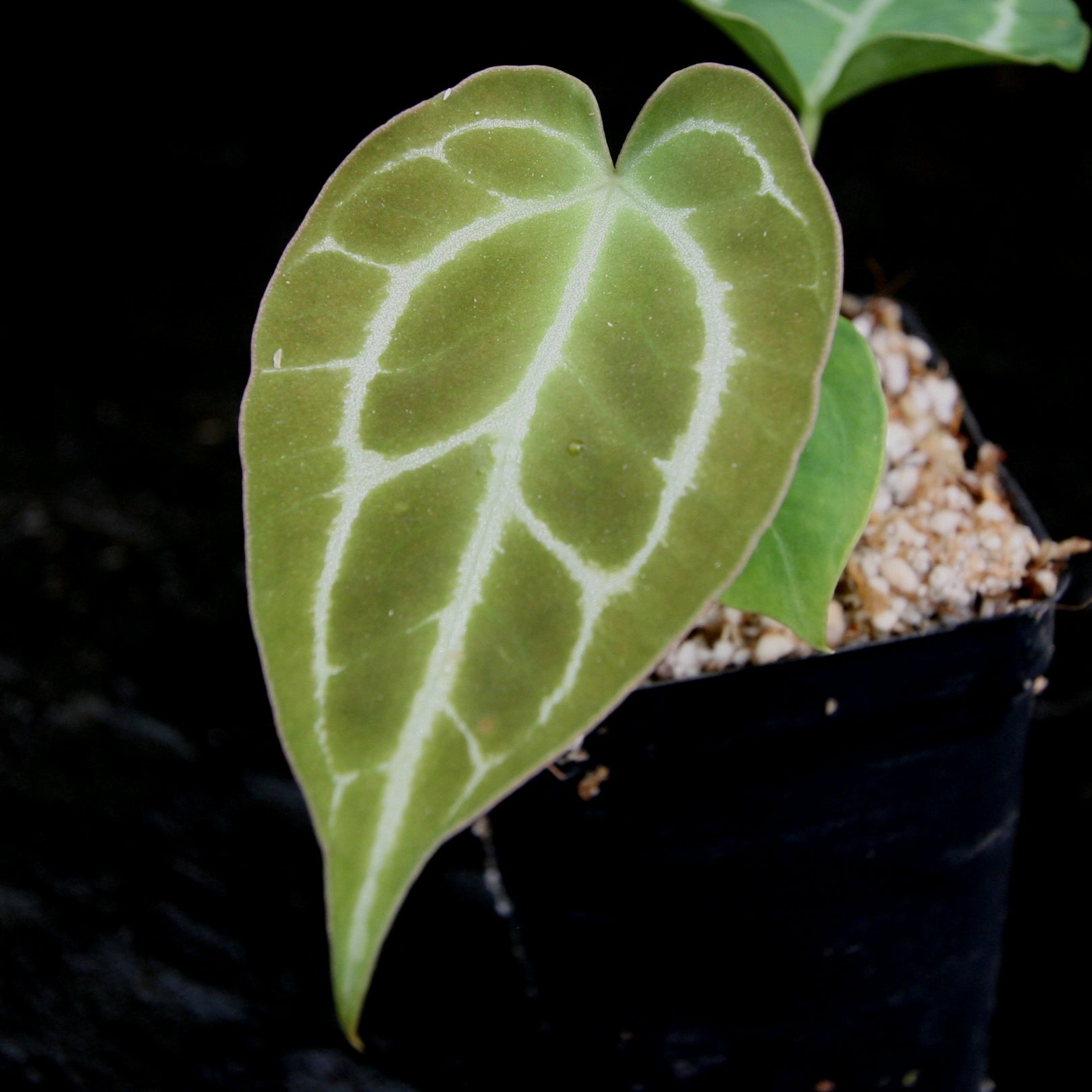 Anthurium crystallinum Dark x (h), CAR-0211 – Carnivero