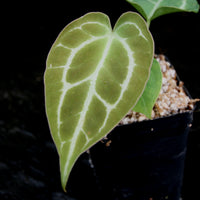 Anthurium crystallinum Dark x (h), CAR-0211