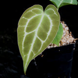 Anthurium crystallinum Dark x (h), CAR-0211