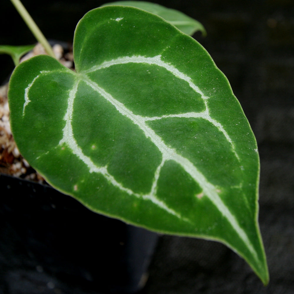 
                      
                        Anthurium crystallinum Dark x (h), CAR-0211
                      
                    