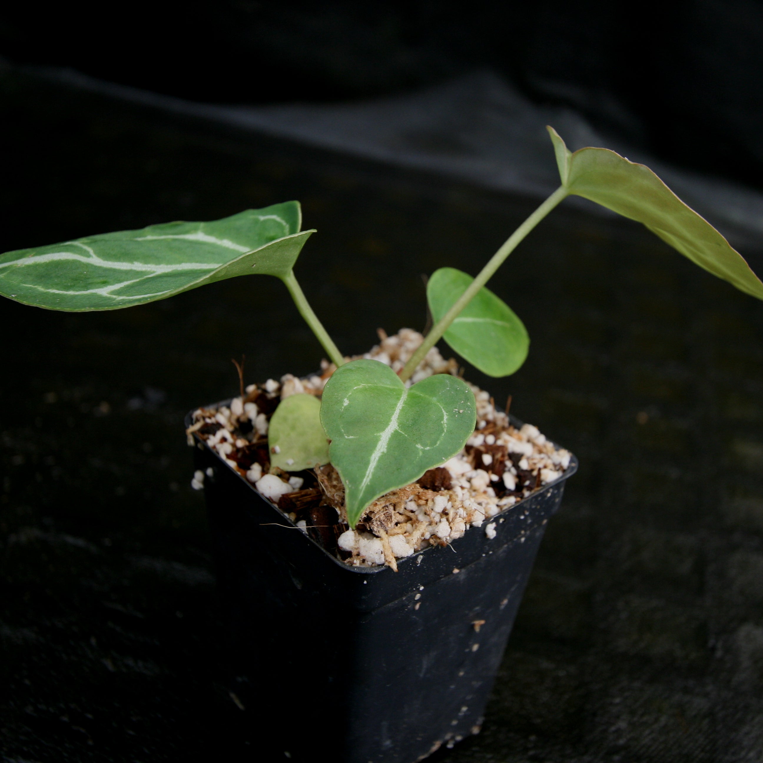 Anthurium crystallinum Dark x (h), CAR-0211 – Carnivero