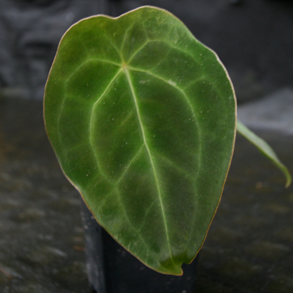 anthurium dark forgetii Anthurium forgetii Dark Form, CAR-0203 – Carnivero