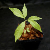 Amorphophallus decus-silvae, Voodoo Lily
