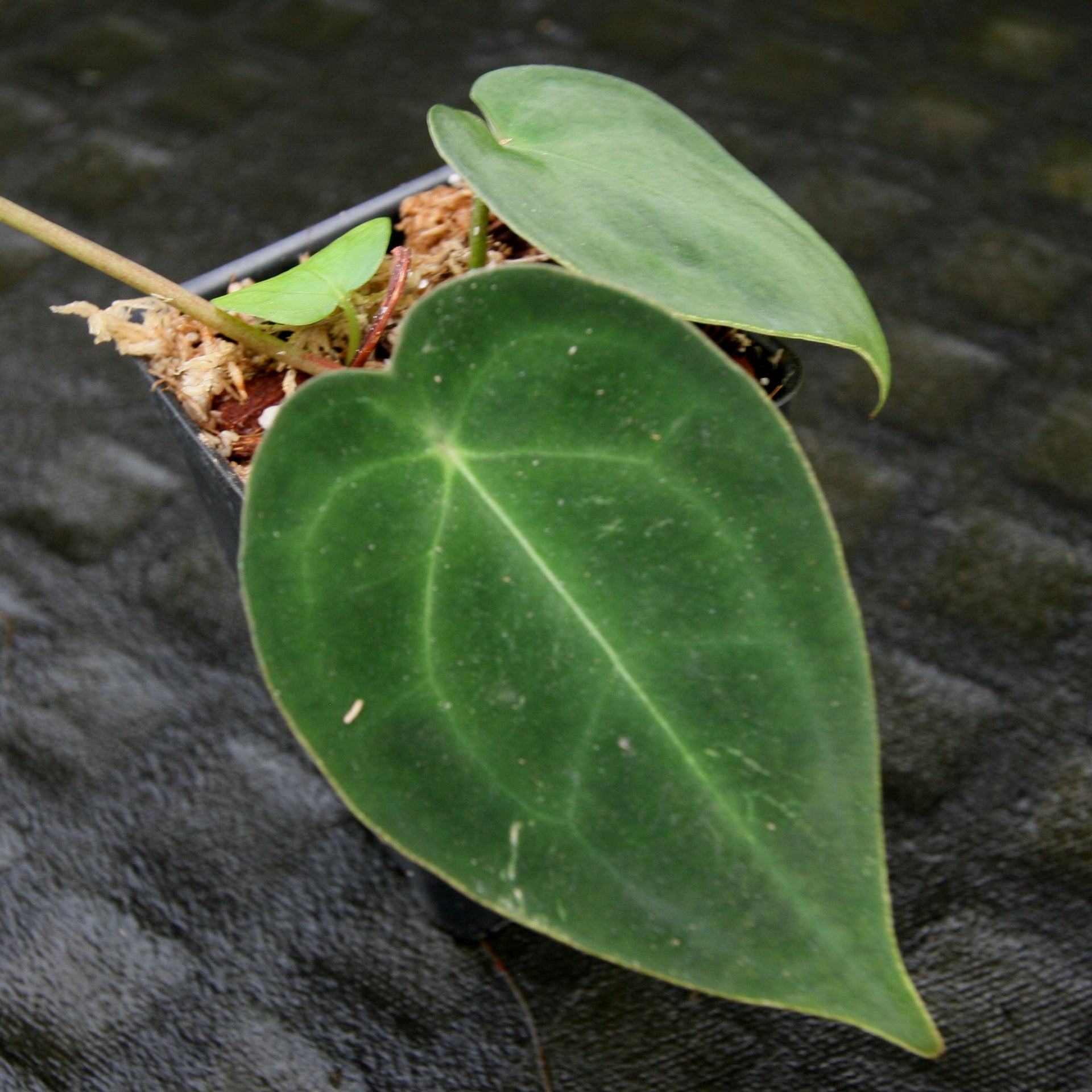 anthurium forgetii dark form care Anthurium forgetii Dark Form, CAR-0203 – Carnivero
