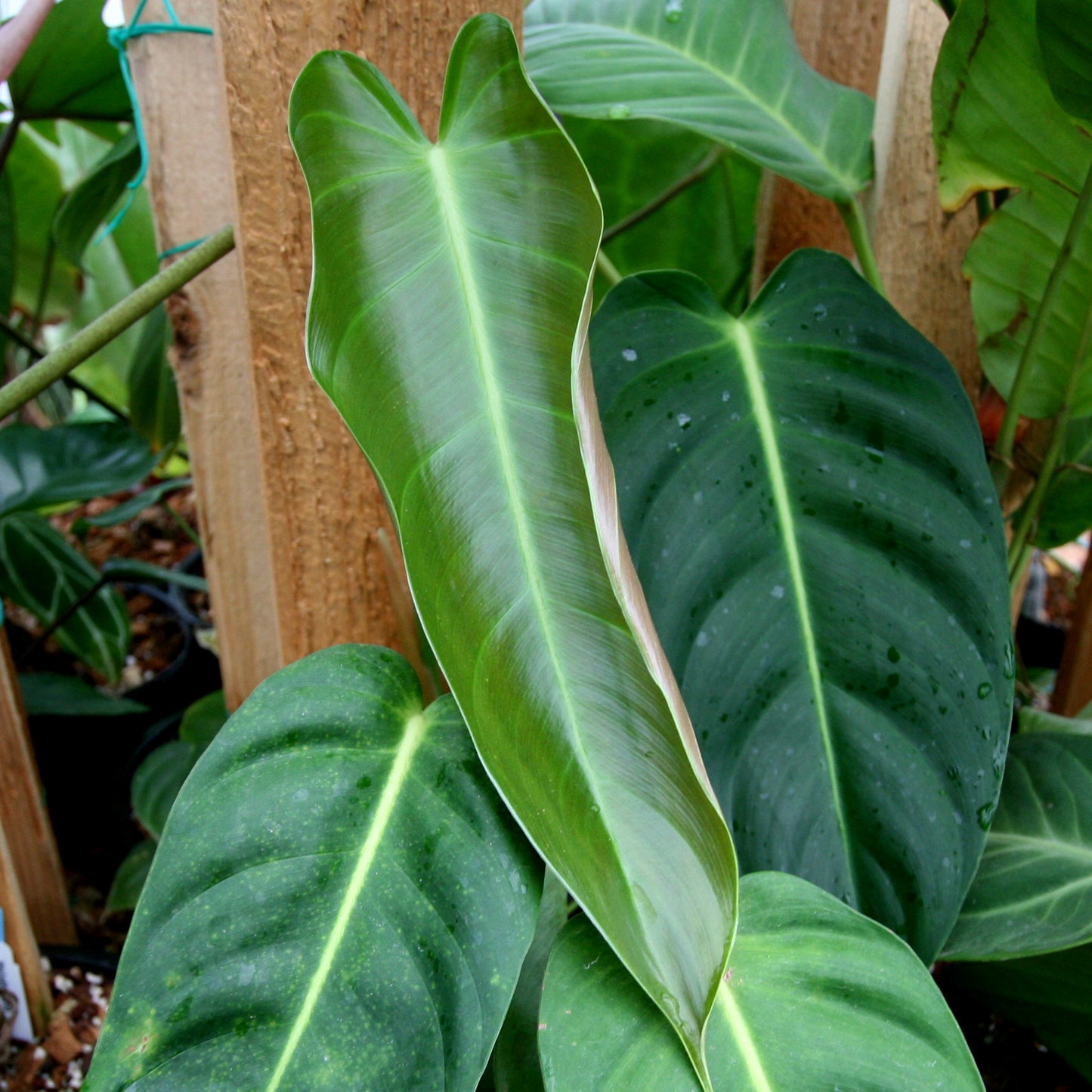 philodendron esmeraldense vs patriciae Philodendron esmeraldense – Carnivero