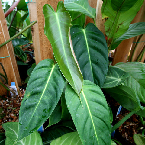 Philodendron esmeraldense with large broad green leaves and pale central veins