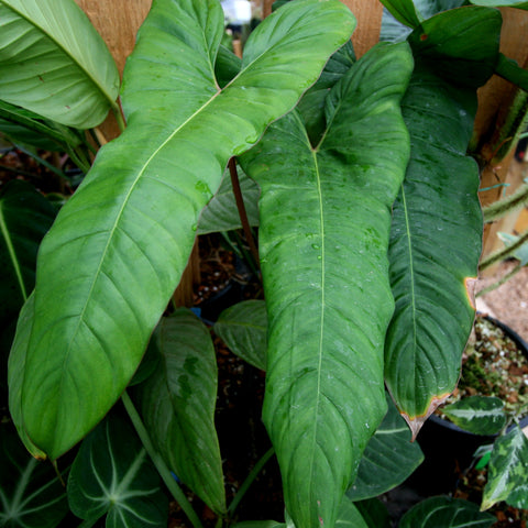 Philodendron billietiae aff. plant with large glossy green leaves and a pale central vein climbing a wooden stake.