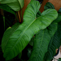 Philodendron billietiae aff.