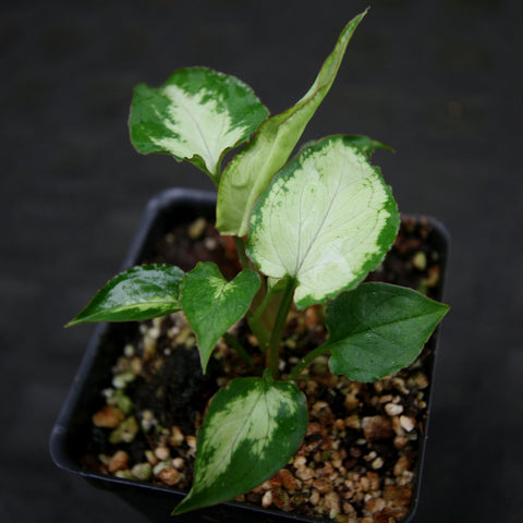 Syngonium Starlite with cream and green variegated leaves in a small pot