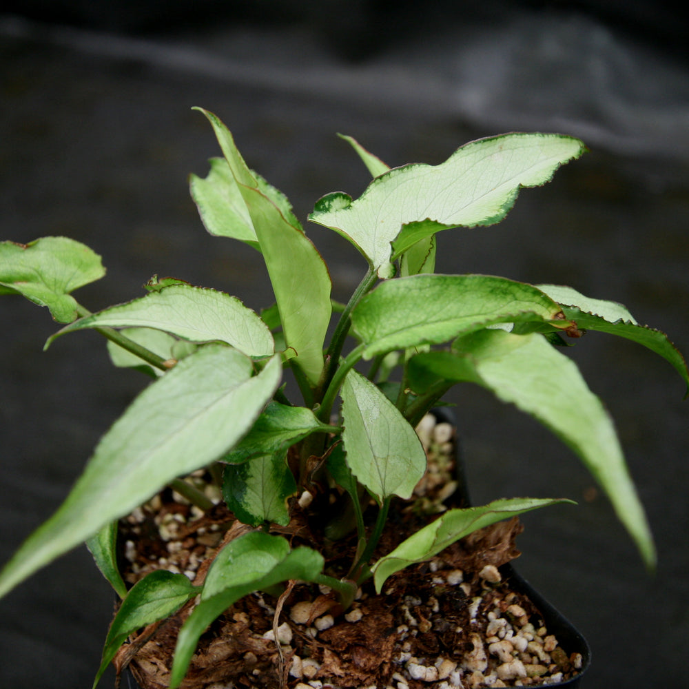
                      
                        Syngonium Starlite
                      
                    