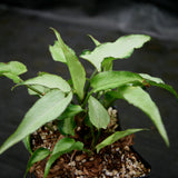 Syngonium Starlite