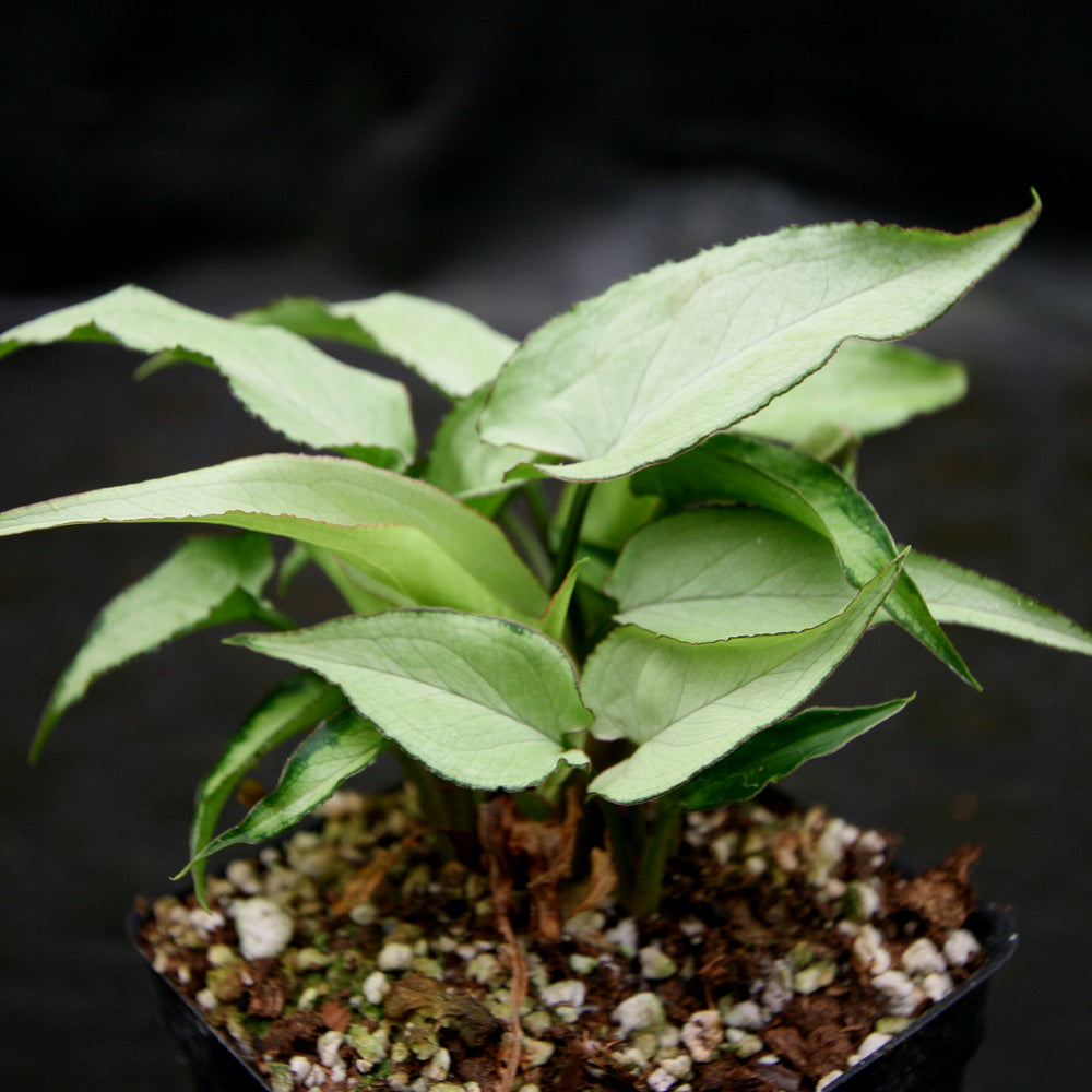 
                      
                        Syngonium Starlite
                      
                    