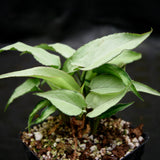 Syngonium Starlite