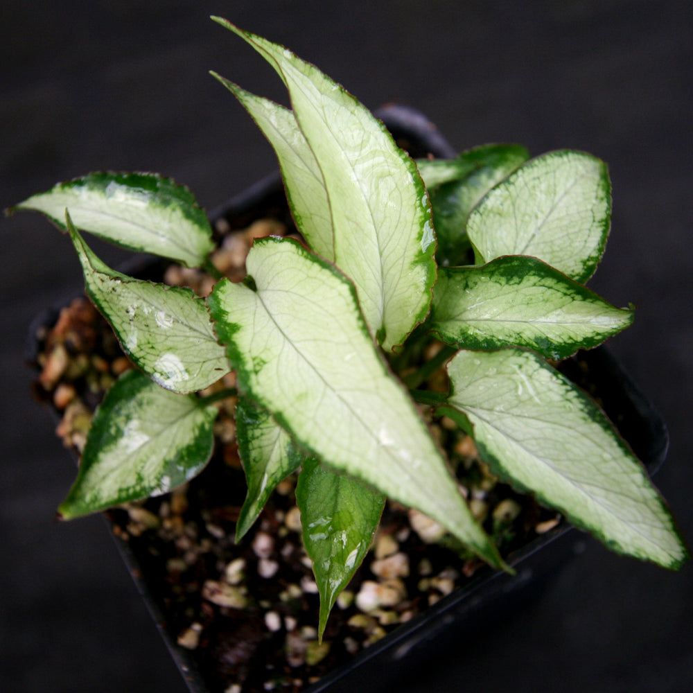 
                      
                        Syngonium Starlite
                      
                    